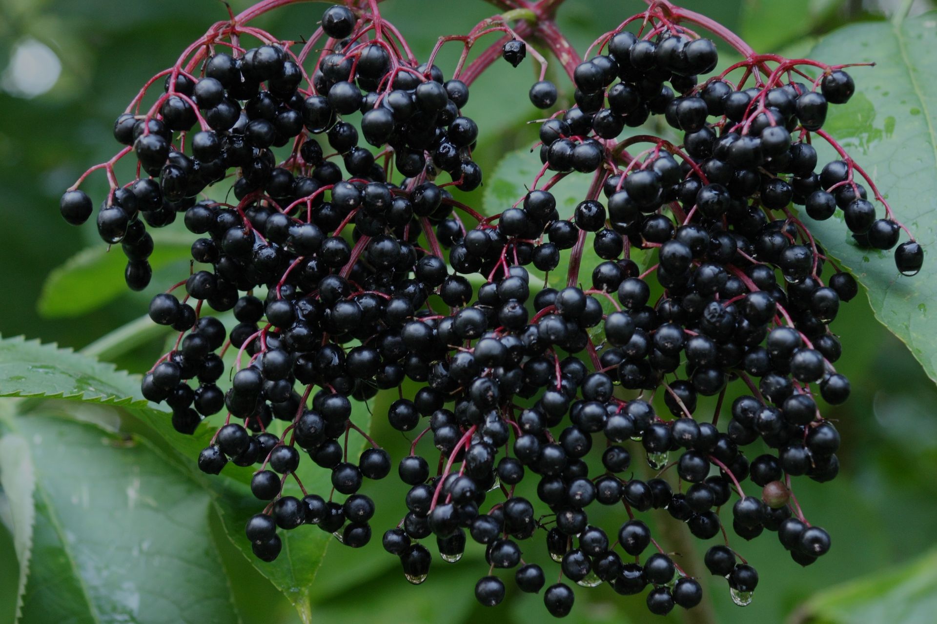 Nahaufnahme einer an einem Strauch hängenden, dunkelvioletten Traube Holunderbeeren, mit grünen Blättern im Hintergrund